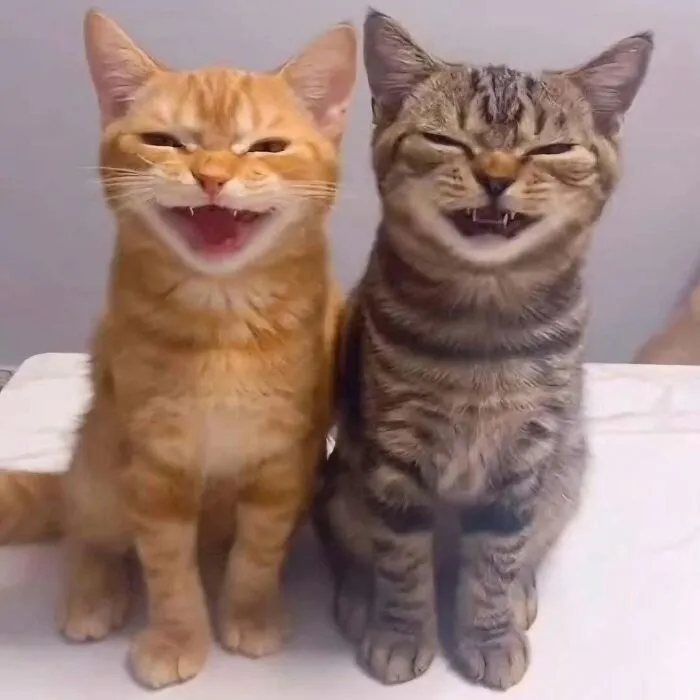 35 Fotos divertidas de gatos comportándose de forma muy rara