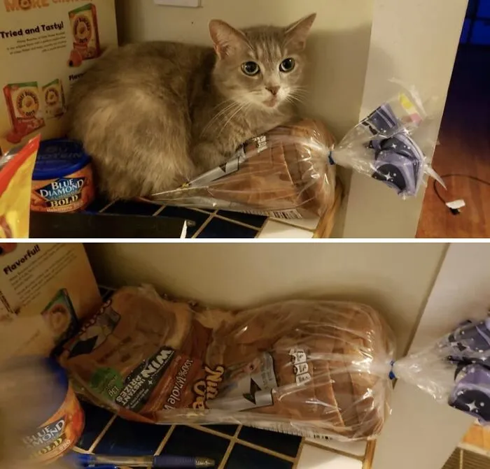 35 Fotos divertidas de gatos comportándose de forma muy rara