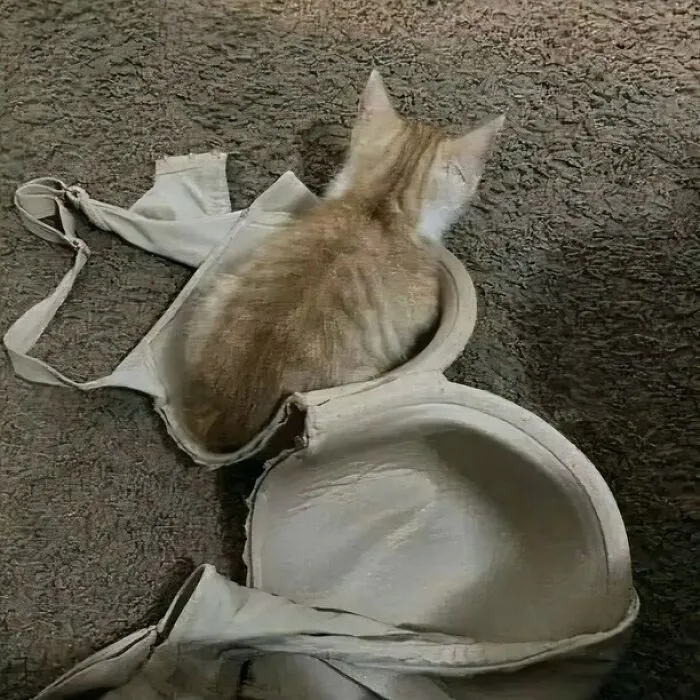 35 Fotos divertidas de gatos comportándose de forma muy rara