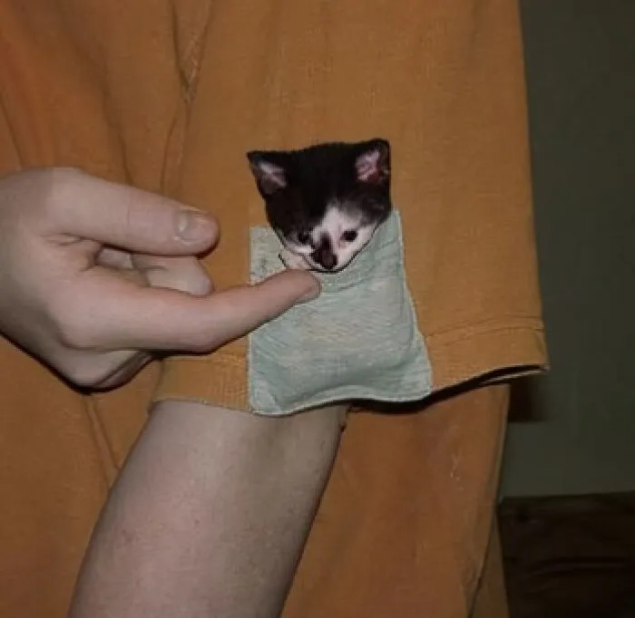 35 Fotos divertidas de gatos comportándose de forma muy rara
