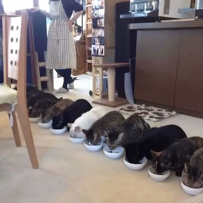 42 Cats That Look Like They’re In The Middle Of A Sitcom Scene