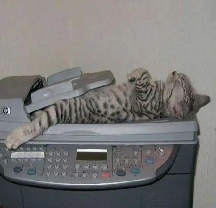 35 Fotos divertidas de gatos comportándose de forma muy rara