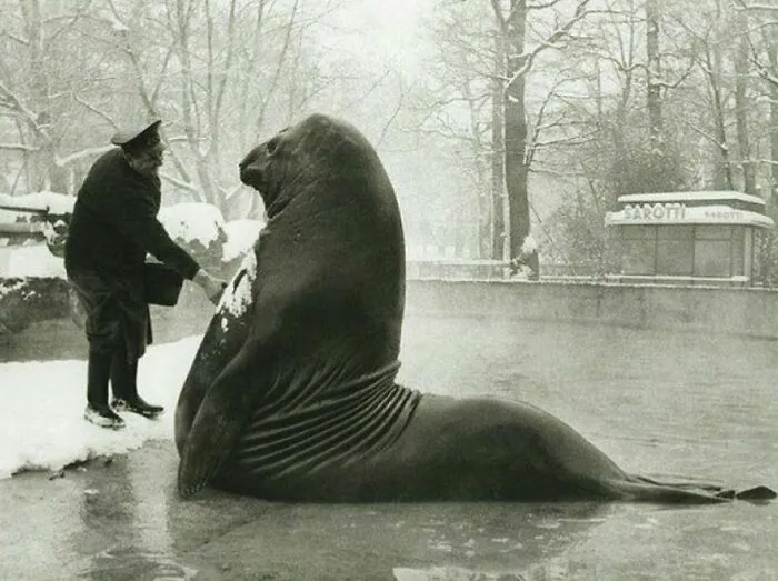 A  4,000-Pound Elephant Seal Getting A Snow Bath 