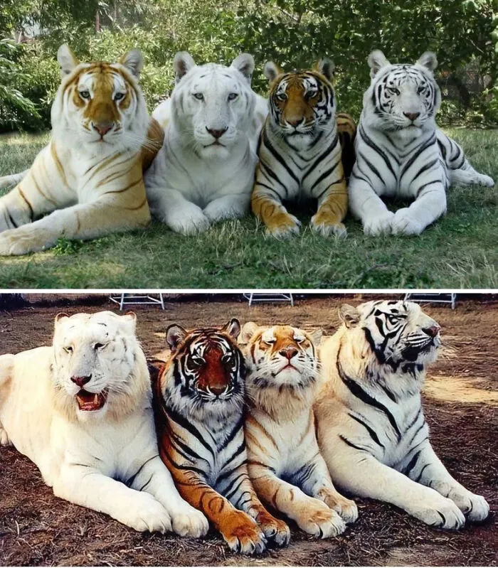 The Only 2 Photos In The World With The 4 Tones Of The Tiger