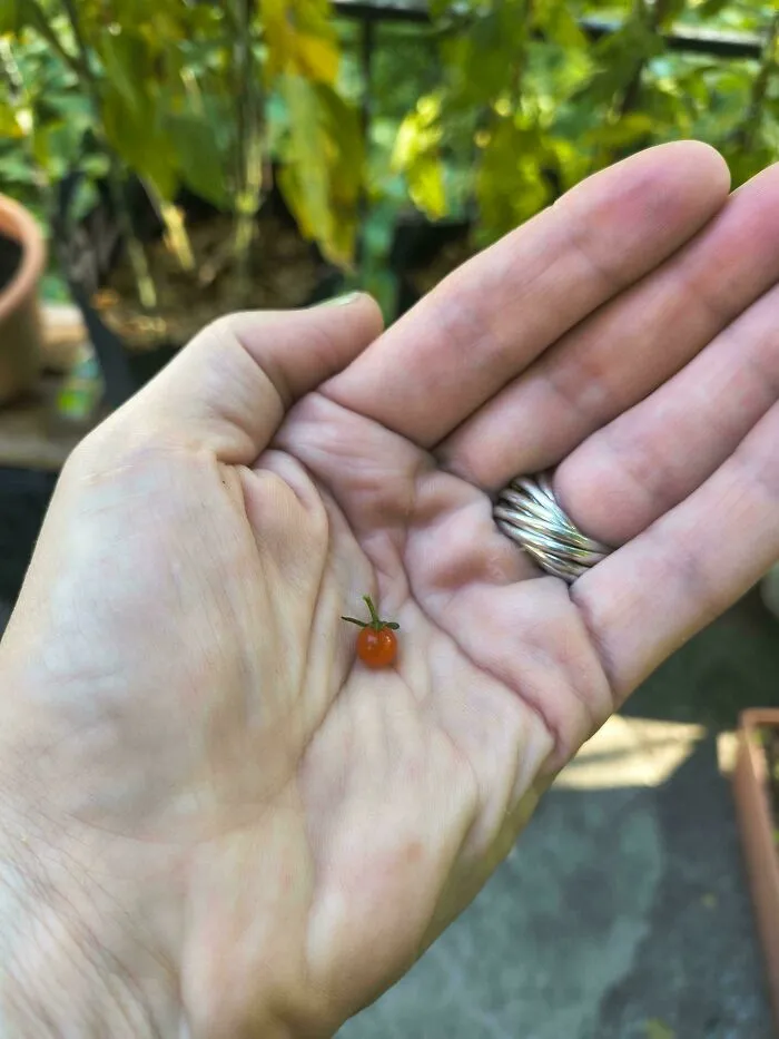 What Is This, A Tomato For Ants?