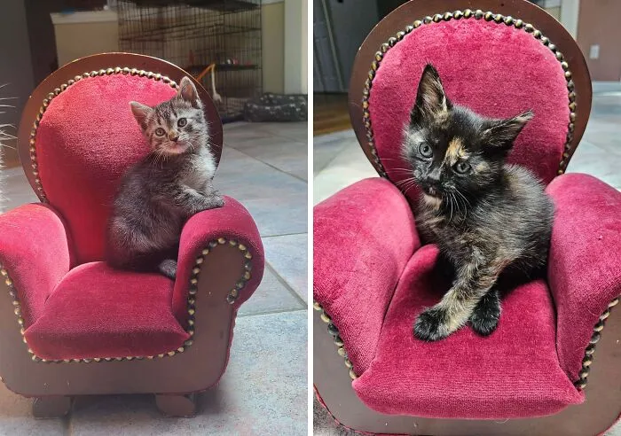 Found The Perfect Kitten Throne At A Thrift Shop