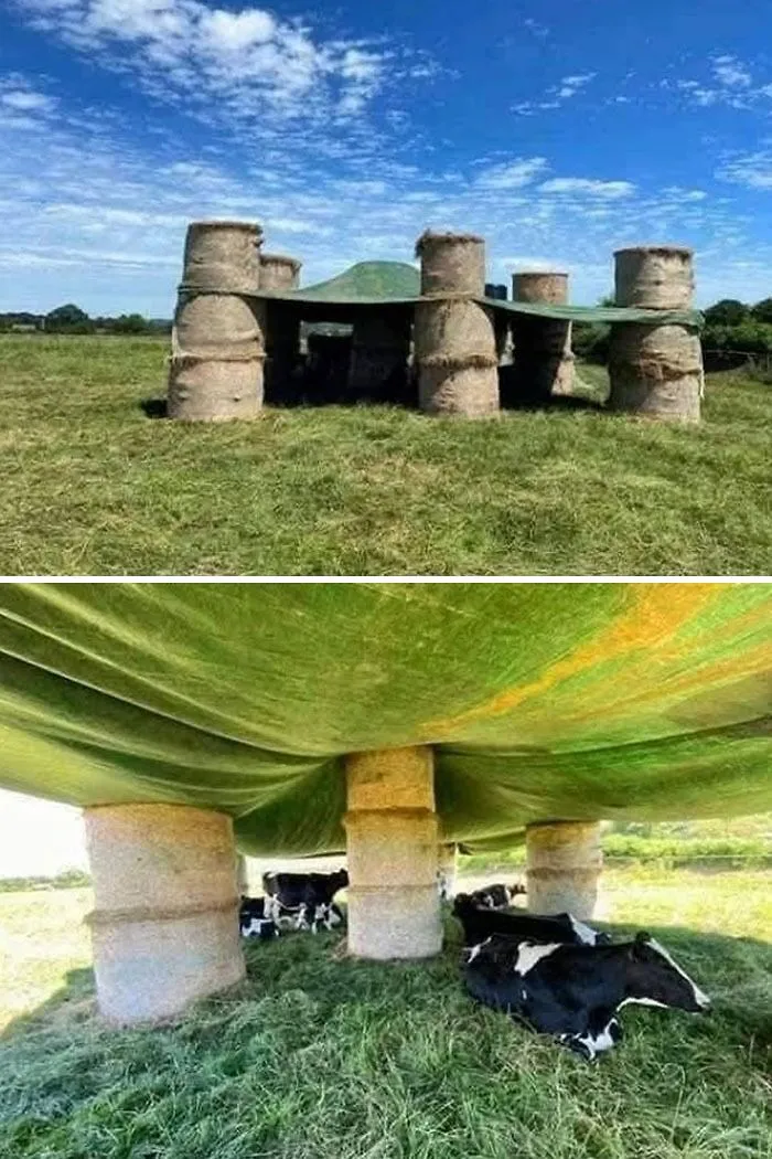 Este granjero tuvo una idea genial para proteger a su ganado del sol durante la pasada ola de calor