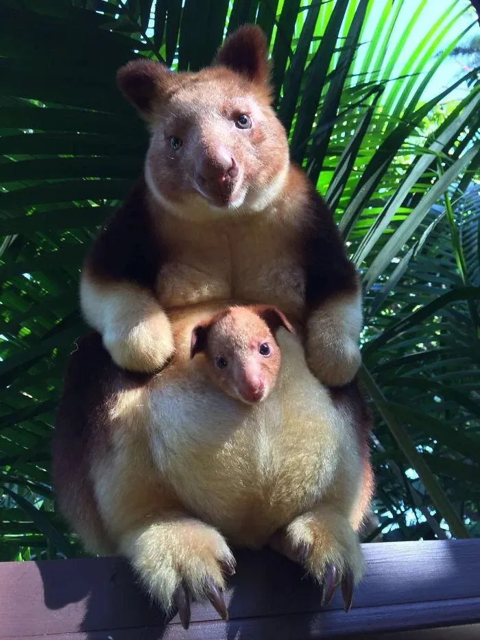 The Tree Kangaroo Reappeared In New Guinea After Vanishing For 90 Years. The Ultra-Rare Wondiwoi Tree Kangaroo Was Last Recorded By Scientists In 1928