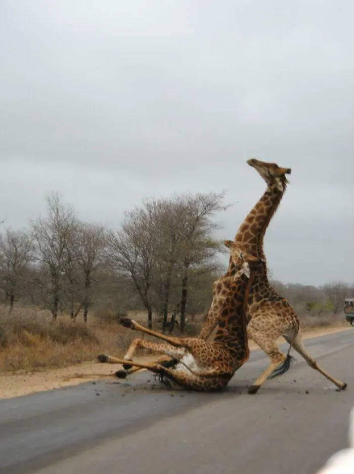Un amigo está de viaje en África. Lleva unas semanas allí y ha publicado menos de diez fotos, una de ellas de estas jirafas peleándose.