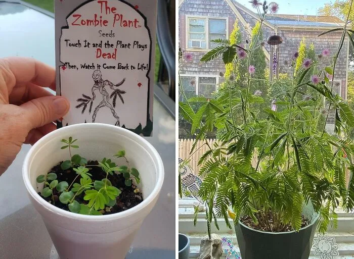You Can Finally Live Out Your Dream Of Owning A Dramatic Houseplant That Literally Faints When You Touch It With These Incredible <a Style="Display:inline;" Href="Https://Www.amazon.com/Fathers-Day-Gift-Packets-Sensitive/Dp/B01n7c78ya?ie=utf8&th=1&linkcode=ll1&tag=bpbobcat-20&linkid=ff2b61e7b988f26bd4ad4d1741b2f656&language=en_us&ref_=as_li_ss_tl" Target="_blank">  <span Style="Font: Inherit; Color: #d74b1f;"> Zombie Plant Seed Packets </Span>