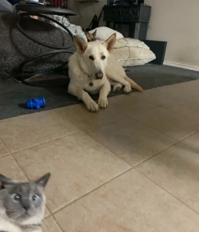 Mi gato se coló en la foto de mi perro y, por alguna razón, ni siquiera parece real.