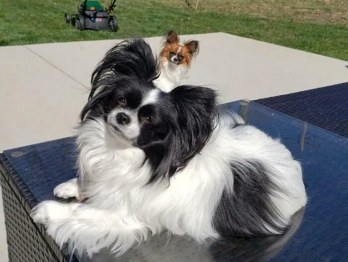 Perros traviesos arruinando la foto perfecta y robando toda la atención en un día soleado al aire libre.