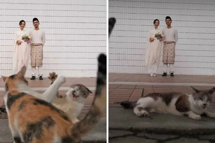 These Cats Photobombing A Wedding Photoshoot
