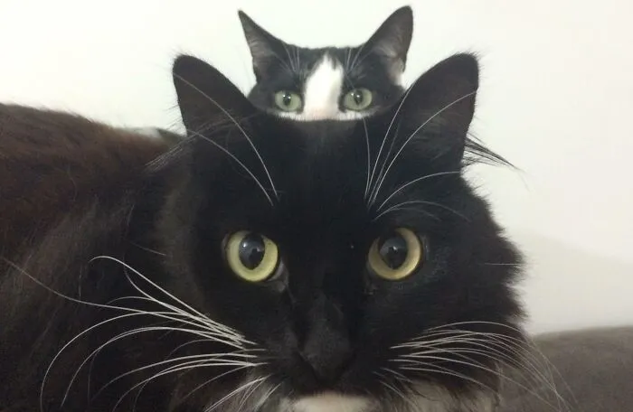 She Photobombed Her Sister’s Picture 