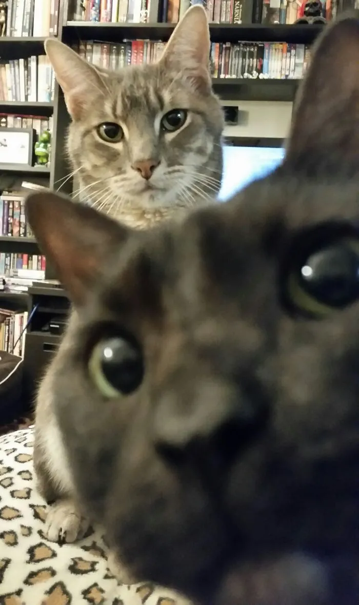 Estaba intentando tomar una linda foto de mi gato, pero de repente su hermano lo interrumpió.