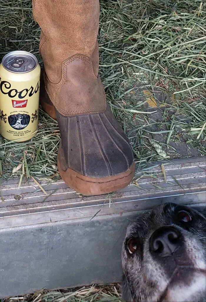 Anoche tomé una foto de mis nuevas botas de trabajo y el perro de granja más lindo del mundo me hizo photobomb