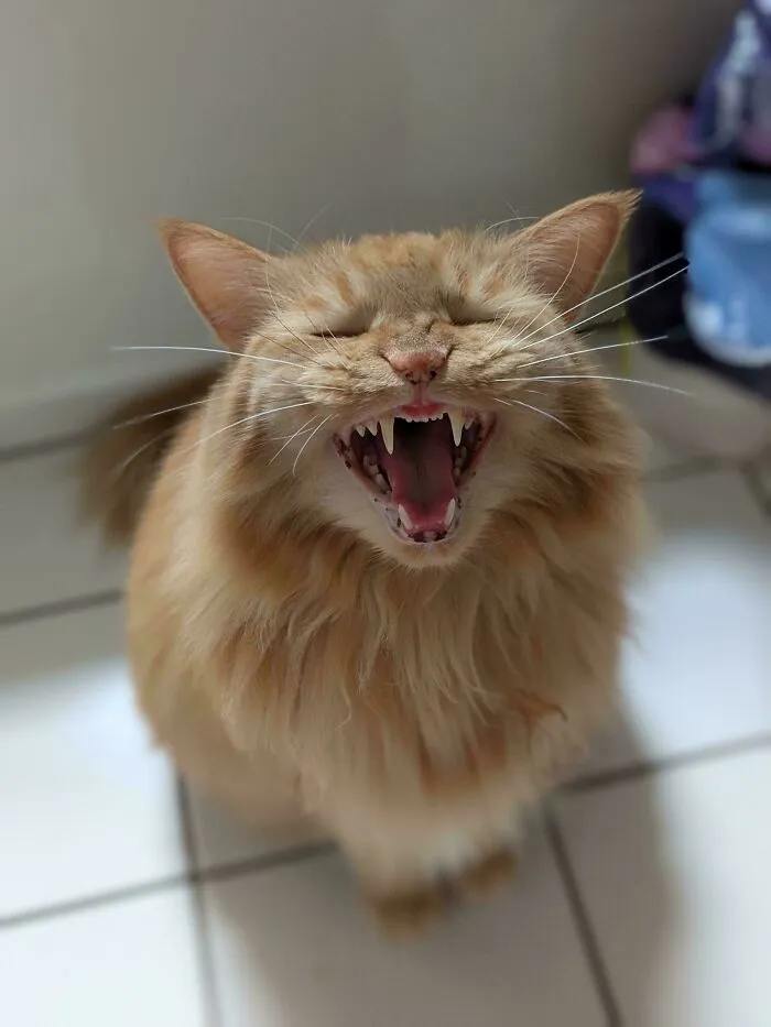 Every Finnegan Scream Is Delivered With 175% Effort