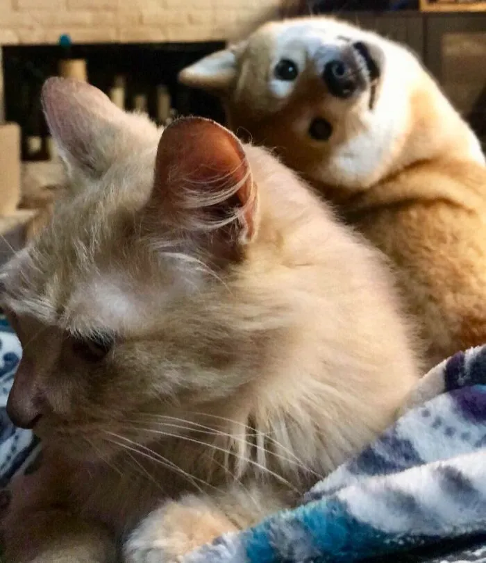 Gato y perro posan juntos, mostrando momentos divertidos de mascotas arruinando la foto y robando toda la atención.