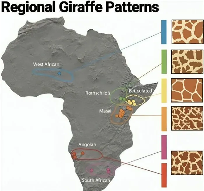 Never Noticed Giraffes Had Different Patterns