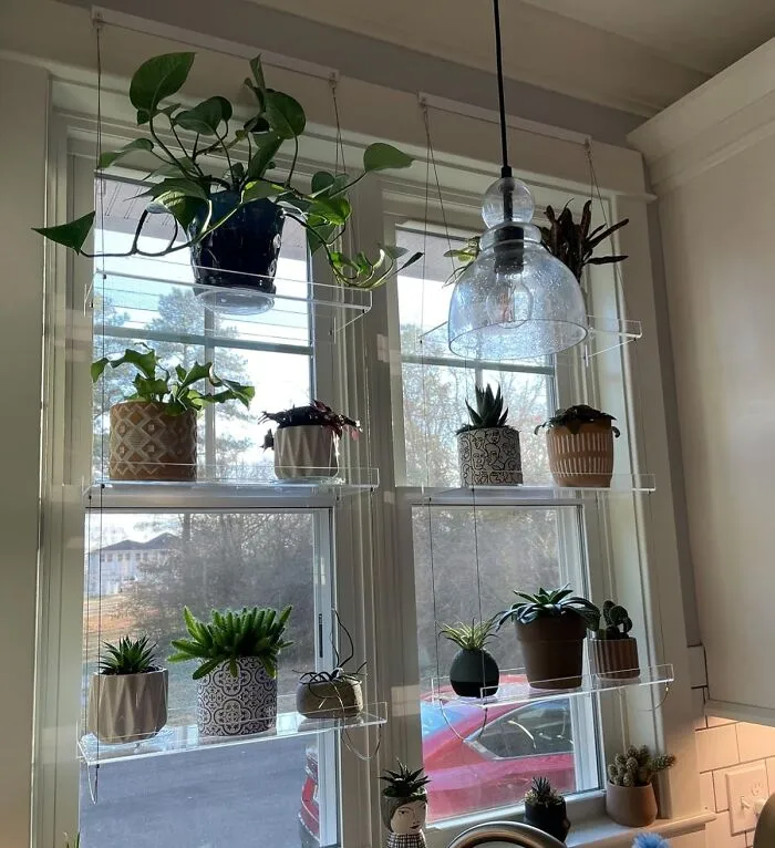 The Official Verdict Is In; Your Sun-Loving Plants Have Declared Your Sad, Shady Bookshelf An Unacceptable Living Situation And Are Demanding A Transfer To Some <a Style="Display:inline;" Href="Https://Www.amazon.com/Supremetech-Hanging-Acrylic-Shelves-Windows/Dp/B085hm2w61?ie=utf8&th=1&linkcode=ll1&tag=bpbobcat-20&linkid=ae158bd8590ef652c80688f8d111e6c7&language=en_us&ref_=as_li_ss_tl" Target="_blank">  <span Style="Font: Inherit; Color: #d74b1f;"> Acrylic Window Shelves </Span>