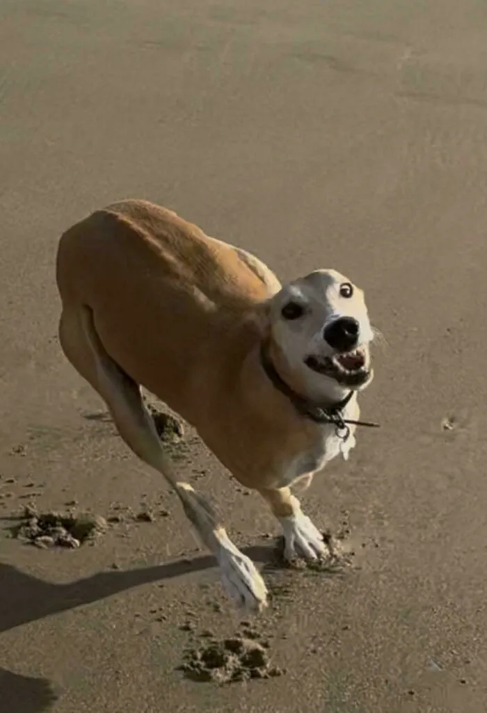 Captured This Screenshot Of My Dog Running On The Beach