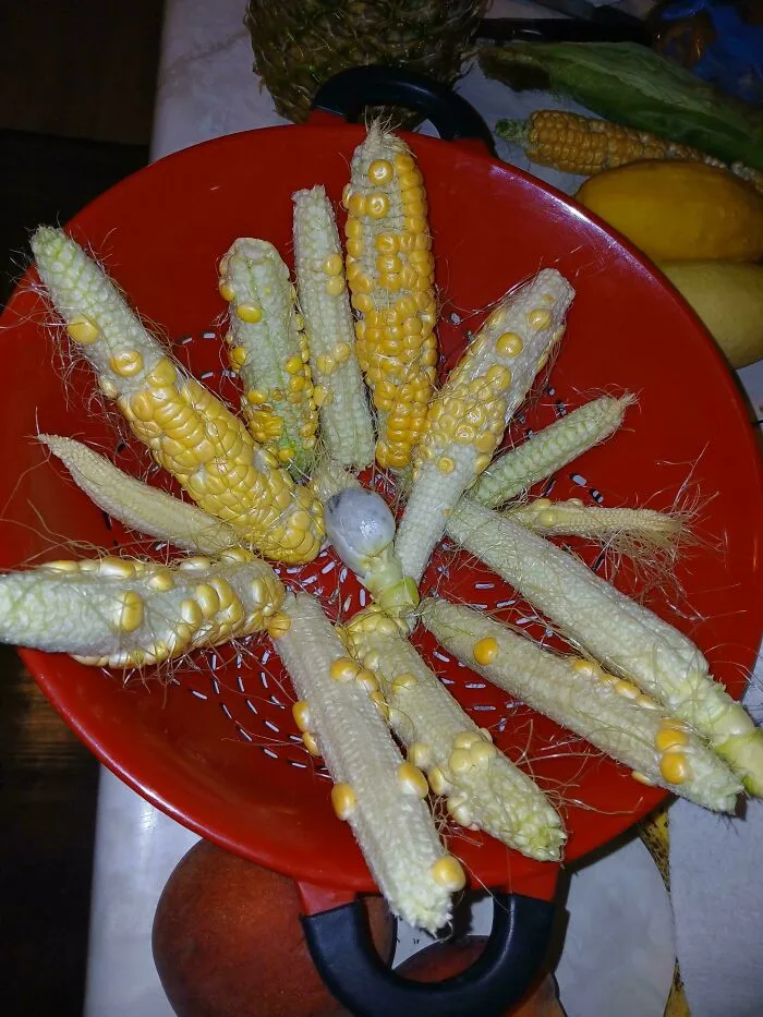 Behold! The Harvest Was Bountiful!