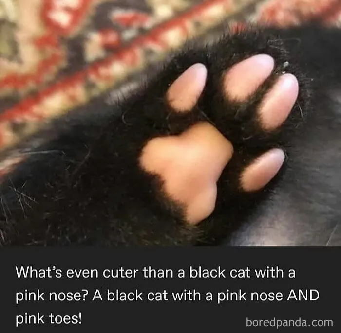 50 Posts And Memes You Probably Will Love As Much As Cats Love Catnip