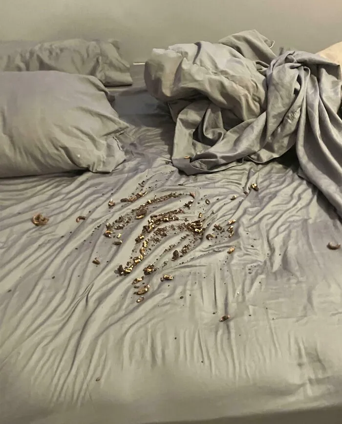 Mi hermana acaba de tirar un montón de comida en mi cama, ¿cómo debería vengarme?