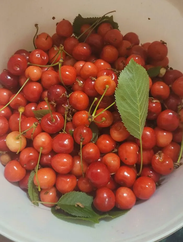 Un cubo de cerezas "podridas" que mi hermana me dijo que tirara