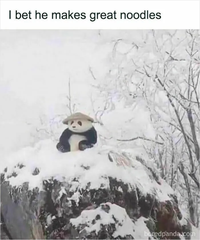 50 Times Wild Animals Were Turned Into Hilarious Memes