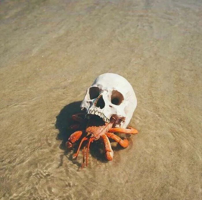 Hermit Crab Using A Human Skull As A Shell