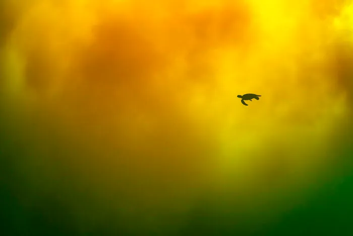Fine Art Photographer Of The Year, Finalist Hitomi Tsuchiya