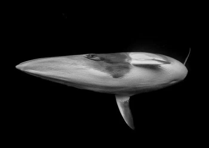 Fine Art Photographer Of The Year, 1st Place Winner Marcia Riederer