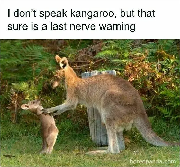 50 Times Wild Animals Were Turned Into Hilarious Memes