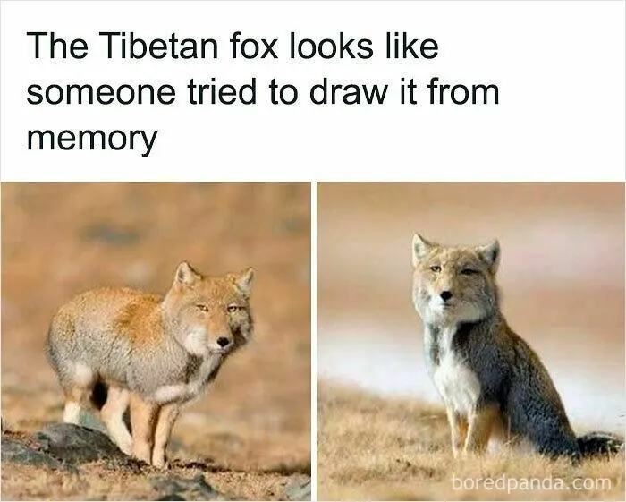 50 Times Wild Animals Were Turned Into Hilarious Memes