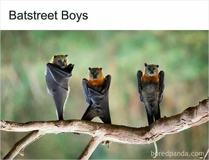 50 Times Wild Animals Were Turned Into Hilarious Memes