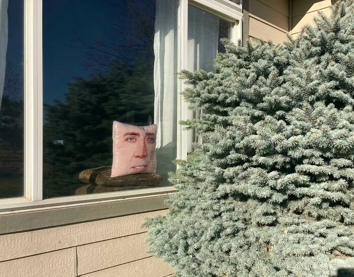 Llevamos semanas teniendo problemas con un pájaro que se estrella contra la ventana. La almohada de Nicolas Cage de mi hija solucionó el problema.