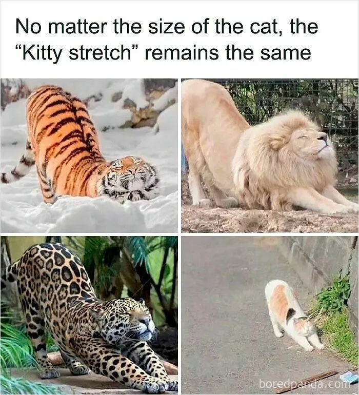 50 Times Wild Animals Were Turned Into Hilarious Memes