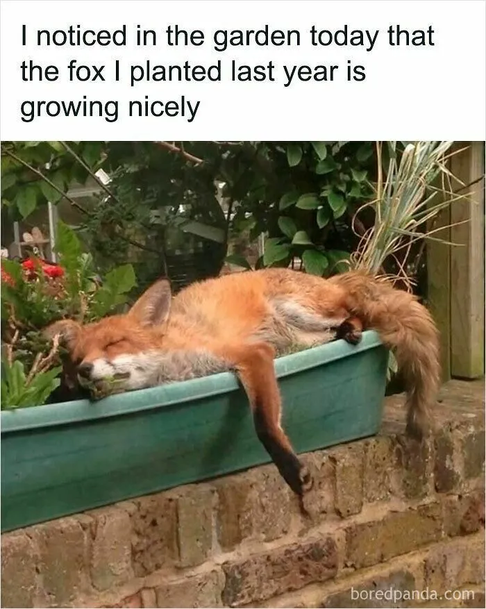 50 Times Wild Animals Were Turned Into Hilarious Memes