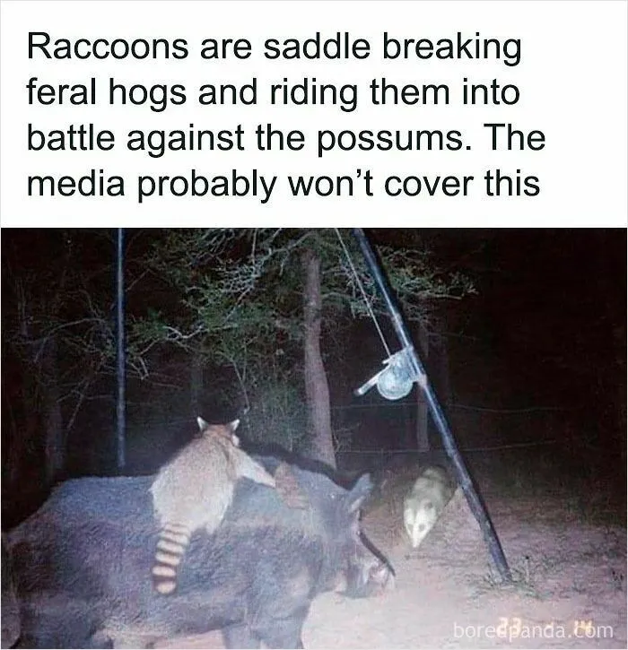 50 Times Wild Animals Were Turned Into Hilarious Memes