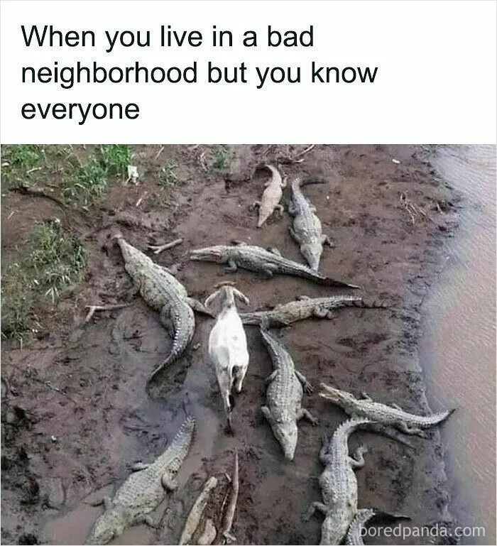 50 Times Wild Animals Were Turned Into Hilarious Memes