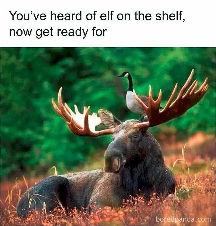 50 Times Wild Animals Were Turned Into Hilarious Memes