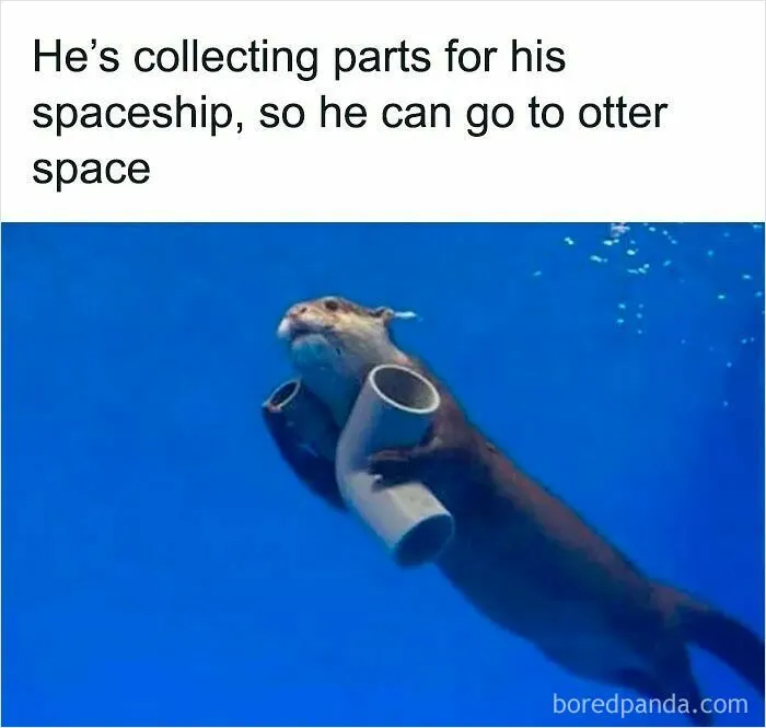 50 Times Wild Animals Were Turned Into Hilarious Memes