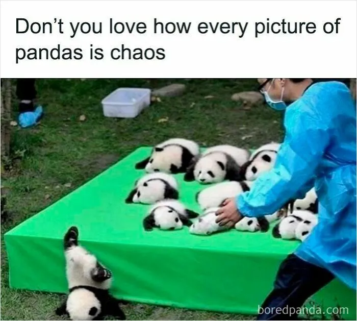 50 Times Wild Animals Were Turned Into Hilarious Memes