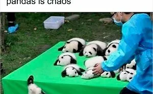 50 Times Wild Animals Were Turned Into Hilarious Memes