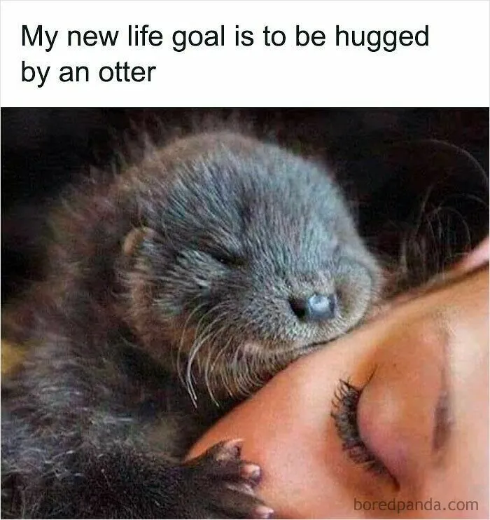 50 Times Wild Animals Were Turned Into Hilarious Memes