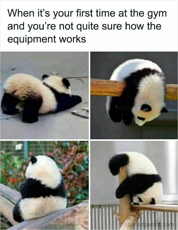 50 Times Wild Animals Were Turned Into Hilarious Memes