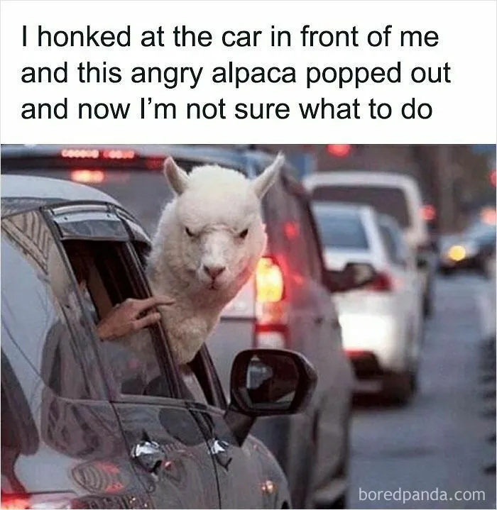 50 Times Wild Animals Were Turned Into Hilarious Memes