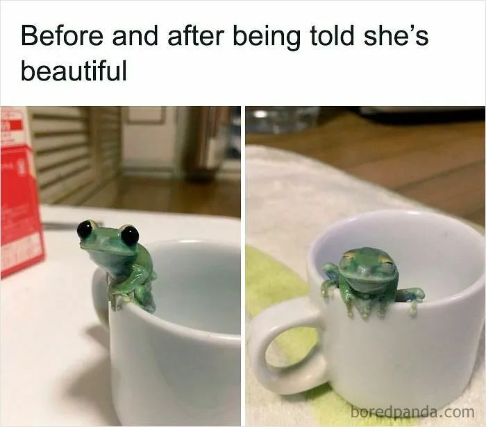 50 Times Wild Animals Were Turned Into Hilarious Memes
