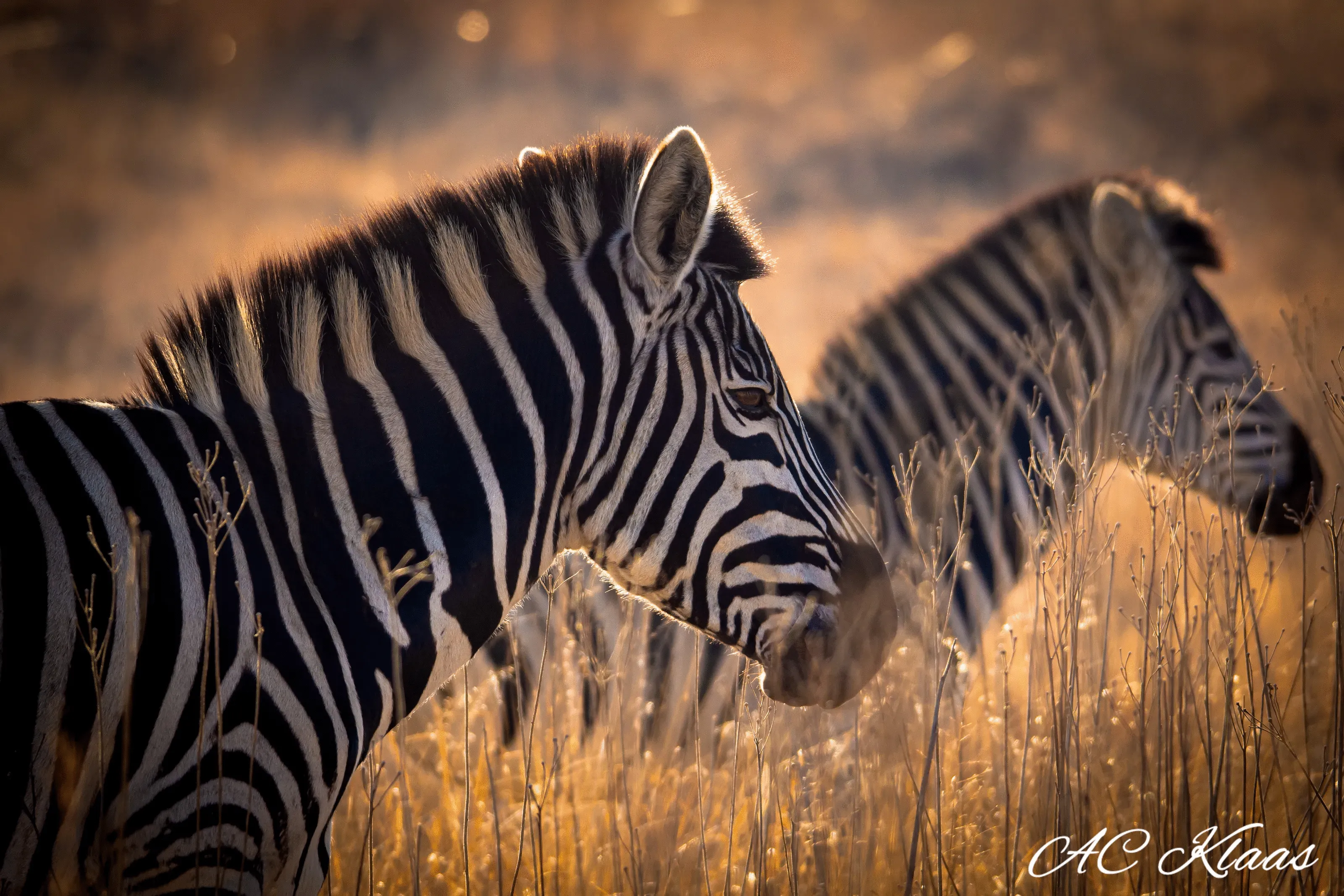 1st Place: "Zebra In The Golden Morning Light"